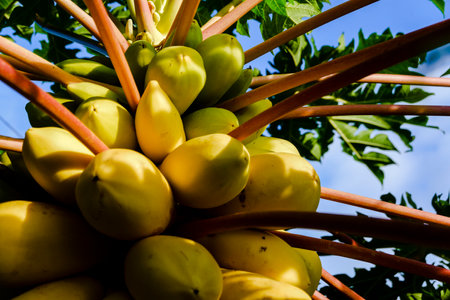 Papaya fruit on tree (Carica papaya)