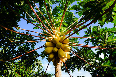 Papaya fruit on the tree in the farm