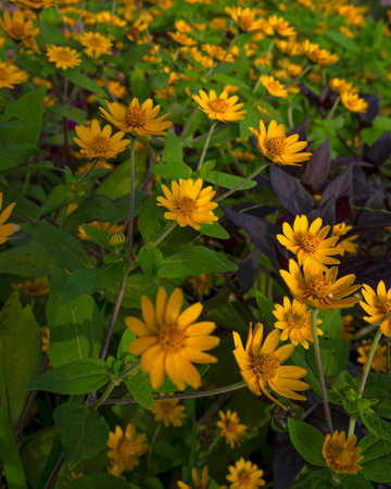 Selective focus and shallow depth of field yellow flowers in the garden
