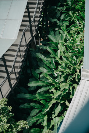 Green leaves in the garden, Indonesia. Selective focus. nature.の写真素材