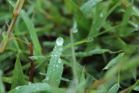 Water drops on green grass after the rain. Selective focus.