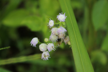 Flowers of a plant in the meadow with green background.