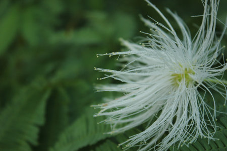 Close up of white flower and green leaf background, nature concept.の写真素材