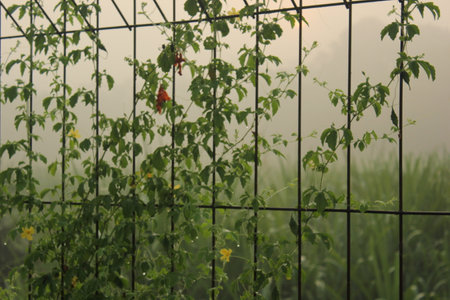 Fence with green plants and yellow flowers in the morning fog.