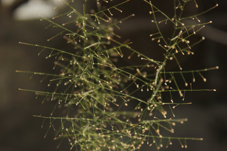 Close up of spider web with dewdrops on it.