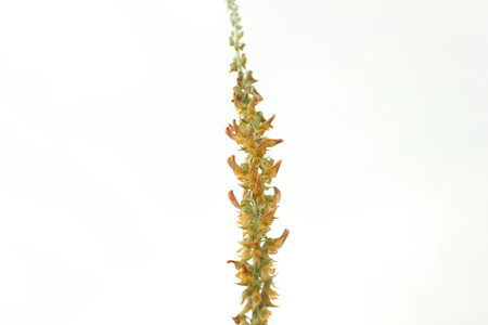 Celosia argentea with white background