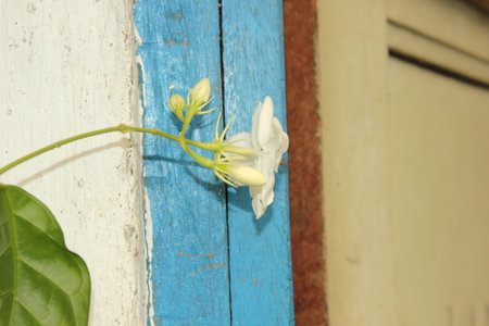 White flower on blue wooden wall, vintage style and selective focus.の写真素材