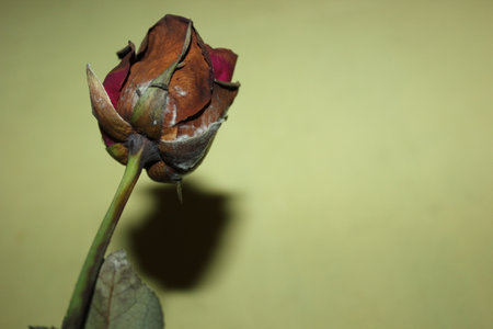 Dried rose on a green backgroundの写真素材