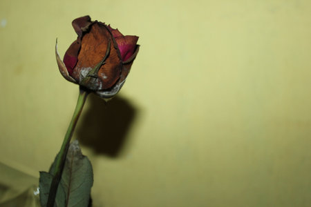 Dried rose on a green backgroundの写真素材