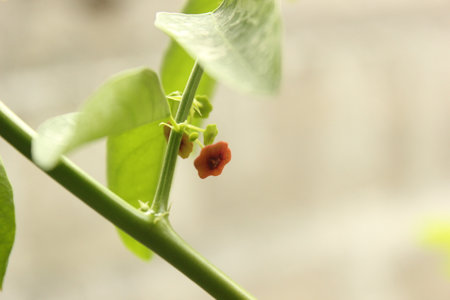 Coccinia grandis plant with flowers and fruits, close upの写真素材
