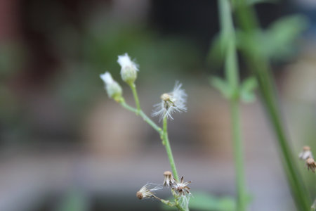 Flower in the garden, soft focus with shallow depth of field.の写真素材
