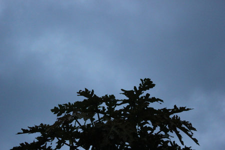 Silhouette of a tree against the background of a cloudy skyの写真素材