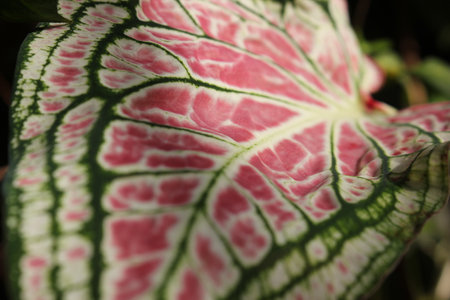 Caladium bicolor variegated leaves, ornamental plantの写真素材