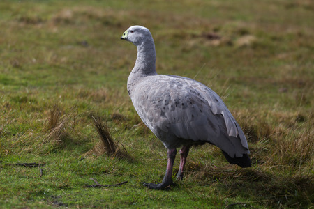 Cape barren goose (Cereopsis novaehollandiae) standing on grass with natural backgroundの写真素材