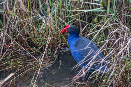 Purple swamp hen (Porphyrio porphyrio) wading in natural wetland environmentの写真素材