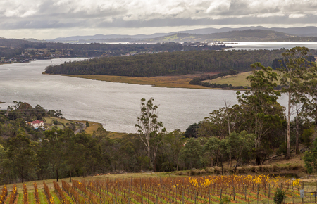 Vineyard and winery on the Tamar river bank viewed from Bradys Lookout in the Launceston region, Tasmaniaの写真素材