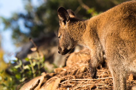 Wallaby in natural background lit by grazing light, viewed from rear with head and forelegs visibleの写真素材