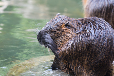 Nutria (Myocastor coypus, beaver rat), scratching at watersideの写真素材