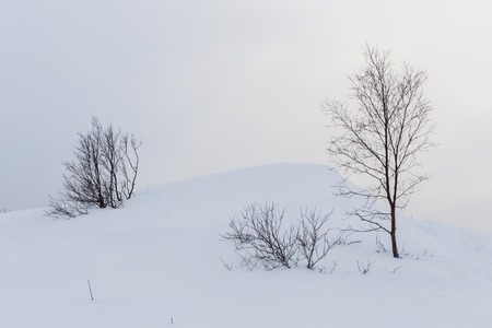 Solitary trees in white winter snow with smooth mountain curvesの写真素材