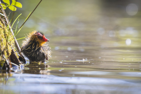 Eurasian coot Fulica atra chick swimming. Low point of viewの写真素材