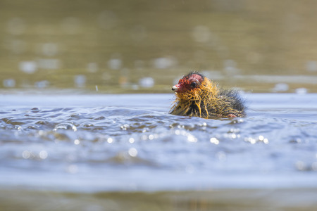 Eurasian coot, Fulica atra, chick swimming. Low point of viewの写真素材