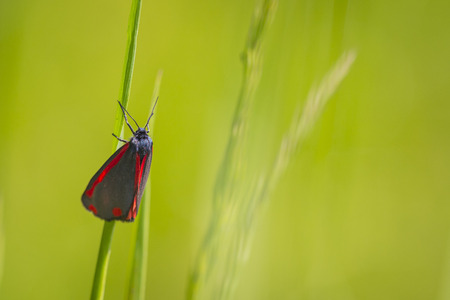 Cinnabar moth resting in a grass meadowの写真素材