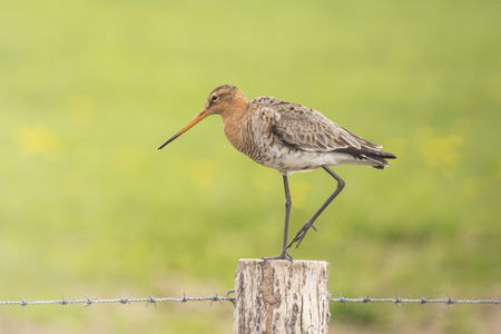 Blacktailed godwit standing on a wooden pole, lift a leg to walk the wire.の写真素材