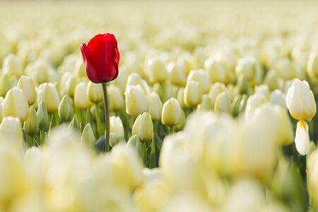 One red tulip in a white fieldの写真素材