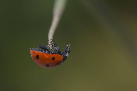 Ladybird walking on a plant.の写真素材
