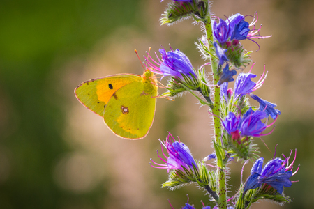 Common clouded yellow butterflyColias croceus feeds nectar out of a purple flower.の写真素材