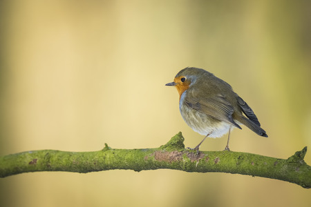 Robin redbreast perched on a branch