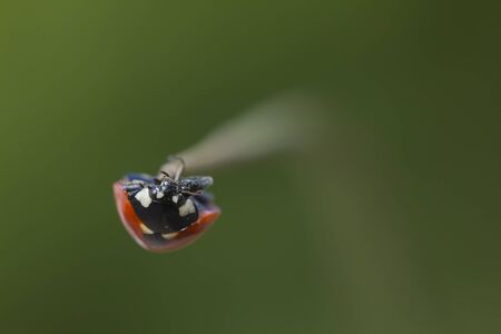 Ladybird walking on a plant.の写真素材