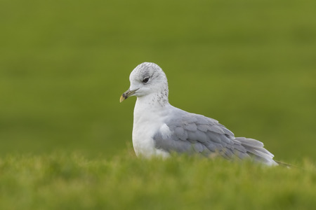 Mew gull foraging in grasslands