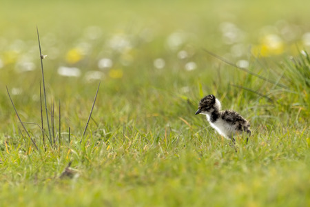 Lapwing chick exploring farmland