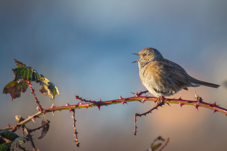 Dunnock perched on Rubus singing a morning song.の写真素材