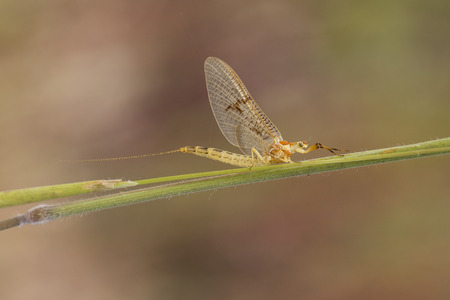 Shadfly Ephemeroptera resting on grassの写真素材