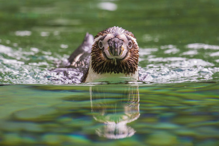 A Humboldt Penguin facing the camera.の写真素材