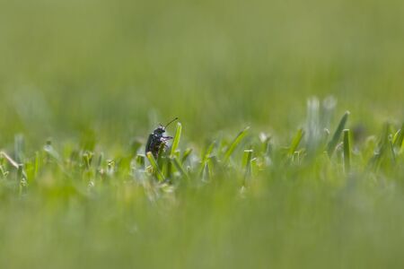 Climbing beetle in a field with grassの写真素材