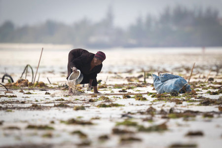 Local women on Zanzibar, Tanzania harvesting sea weed from the Indian ocean.Women plant, grow and harvest the sea weed to be used for soap, cosmetics and medicinの写真素材