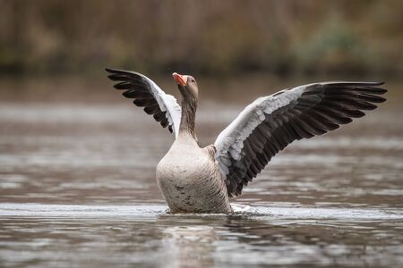 Greylag goose (Anser anser) spreads his wings after a bath.の写真素材