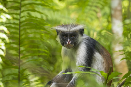 Red Colobuse Monkey peeking around a branch in Jozani Chwaka Bay National Park, Zanzibar