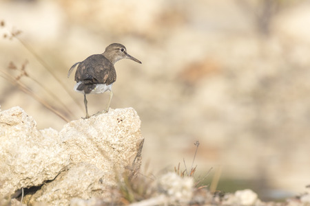 Common Sandpiper (Actitis hypoleucos) on the lookout perched on a rockの写真素材