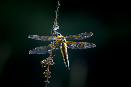 Broadbodied chaser dragonfly hanging on a plant. The background is dark.の写真素材