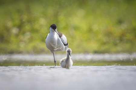 Pied Avocet parent looking after chick walking in waterの写真素材