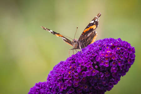 Painted Lady butterfly Vanessa cardu feeding nectar from a purple butterfly bush.の写真素材