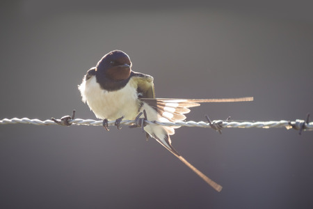 Barn Swallow (Hirundo rustica) bird spreads his wings while resting on barb wire during a early morning sunrise backlight and facing the camera.の写真素材