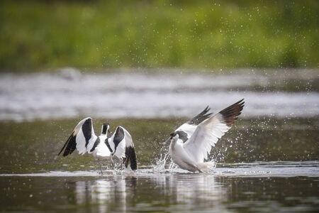Pied avocet (Recurvirostra avosetta) show their dominance during a fight in the water.の写真素材