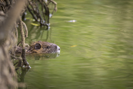 Muskrat in the water hiding between roots of a tree in wetlands