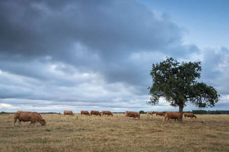 Cows grazing under a single tree during sunset with a cloudy, dramatic sky on farmland in a french landscapeの写真素材