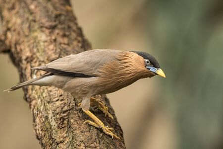 The brahminy myna or brahminy starling (Sturnia pagodarum) is a resident breeder in Nepal and India,...